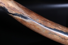 Бивень мамонта