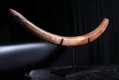 Бивень мамонта