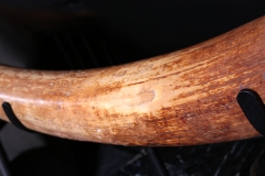 Бивень мамонта