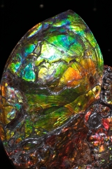 Аммолитовый аммонит Placenticeras costatum