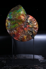 Аммолитовый аммонит Placenticeras costatum