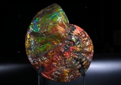 Аммолитовый аммонит Placenticeras costatum