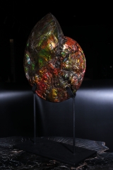 Аммолитовый аммонит Placenticeras costatum