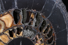 Аммонит Speetoniceras versicolor