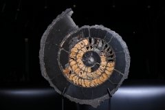 Аммонит Speetoniceras versicolor