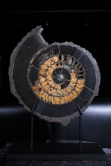 Аммонит Speetoniceras versicolor