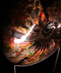 Аммонит Craspedodiscus discofalcatus 