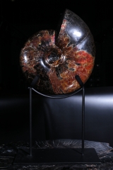 Аммонит Craspedodiscus discofalcatus 