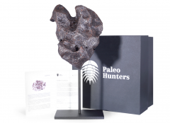 Метеорит Campo del Cielo 7,9 кг