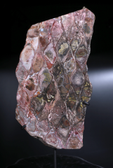 Окаменелый саговник 