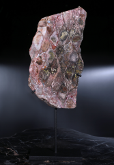 Окаменелый саговник 