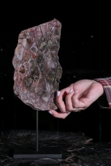 Окаменелый саговник 