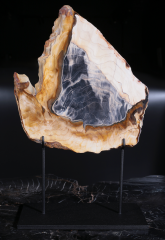 Окаменелая секвойя