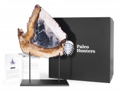 Окаменелая секвойя