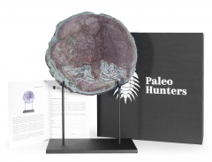 Окаменелое дерево