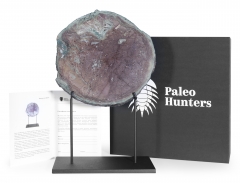 Окаменелое дерево