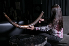 Бивень мамонта 