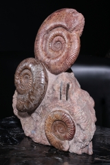Аммониты Нammatoceras sp.