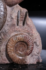 Аммониты Нammatoceras sp.