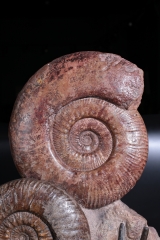 Аммониты Нammatoceras sp.