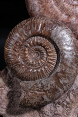 Аммониты Нammatoceras sp.