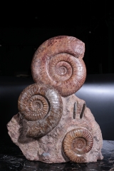 Аммониты Нammatoceras sp.