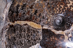 Аммонит Placenticeras sp.