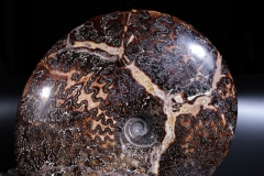 Аммонит Placenticeras sp.