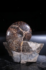 Аммонит Placenticeras sp.