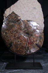 Аммонит Placenticeras costatum