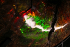 Аммонит Placenticeras costatum