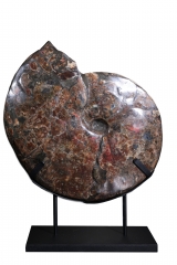 Аммонит Placenticeras costatum