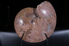 Аммонит Coilopoceras springeri