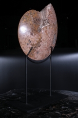 Аммонит Coilopoceras springeri