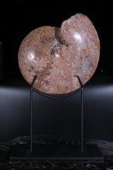 Аммонит Coilopoceras springeri