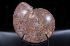 Аммонит Coilopoceras springeri