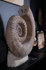 Гетероморфный аммонит Emericiceras barremense