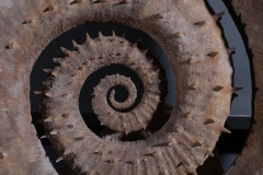 Гетероморфный аммонит Emericiceras barremense