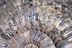 Аммонит Colombiceras sp.