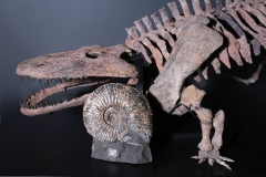 Аммонит Colombiceras sp.