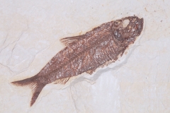 Рыбы Knightia sp.