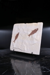 Рыбы Knightia sp.