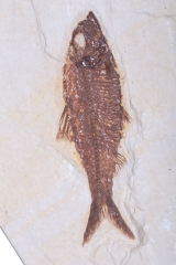 Рыбы Knightia sp.