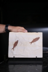 Рыбы Knightia sp.