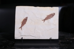 Рыбы Knightia sp.