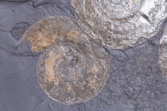 Аммониты Harpoceras sp.