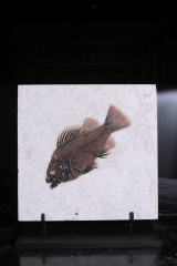 Рыба Priscacara serrata