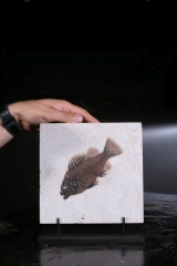 Рыба Priscacara serrata