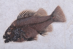 Рыба Priscacara serrata