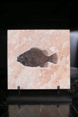 Рыба Cockerellites liops